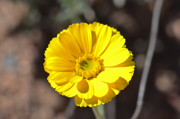 Woolly Desert Marigold has large, up to 2 inches (5 cm), yellow flowers with both ray and disk florets. Baileya pleniradiata Woolly Desert Marigold has large, up to 2 inches (5 cm), yellow flowers with both ray and disk florets. Baileya pleniradiata